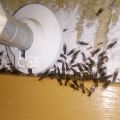 Fliegende-Ameisenbekämpfung