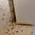 Insektenkot Küchenschrank