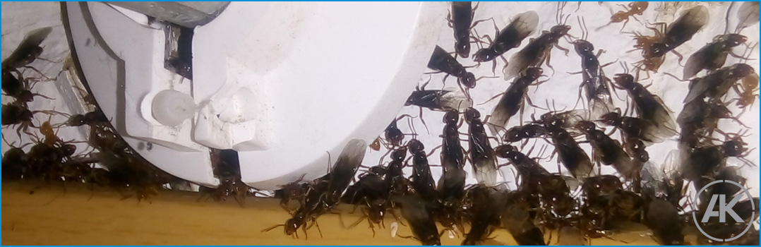 Fliegende Ameisen hinter Sockelleiste