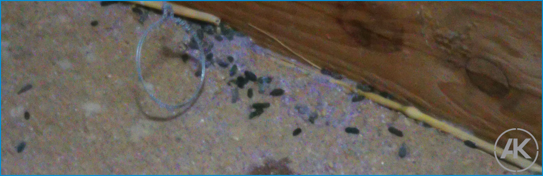 Mäusekot und Abfraß auf der Bühne, Dachboden