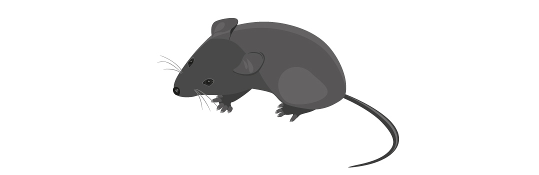 Hausmaus Maus Mäuse